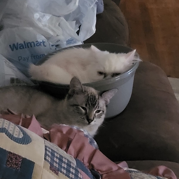 Hi Everyone! - Picture 7 of 9